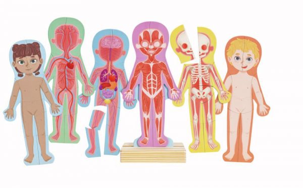 ROMPECABEZAS MAGNETICO DEL CUERPO HUMANO