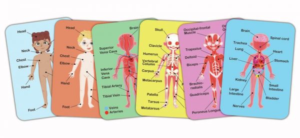 ROMPECABEZAS MAGNETICO DEL CUERPO HUMANO