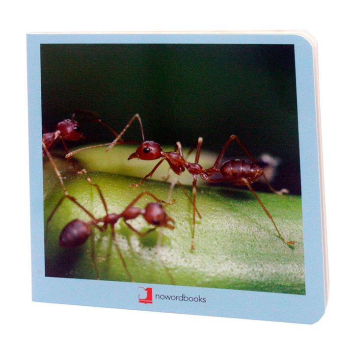 ANIMALITOS - Imagen 2