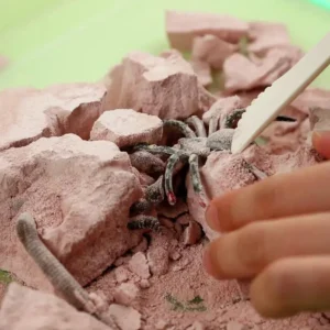 KidzLabs Excavación de Insectos