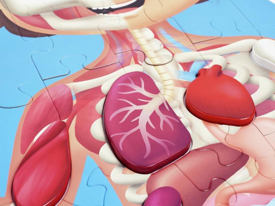 PUZZLE CUERPO HUMANO